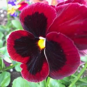 Meet your Posher, Charlene